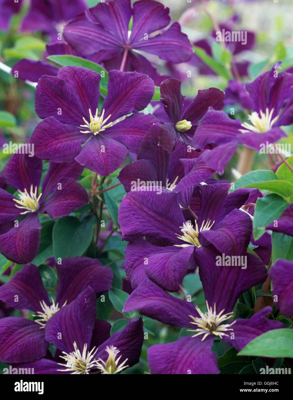 Clematis - `Etoile Violette' AGM   CLE109329 Stock Photo